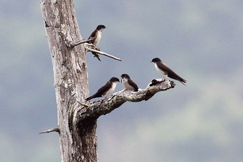 Black-capped swallow